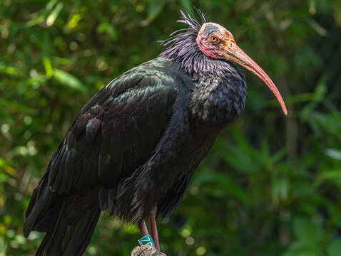 Bald Ibis (Geronticus eremita) - Northern Bald Ibis portrait in wildlife park, endangered species