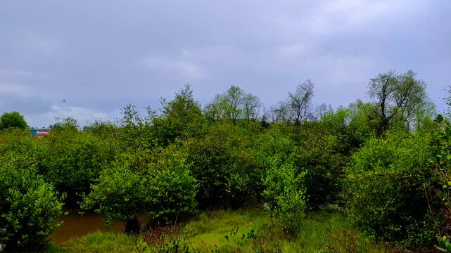 first rain in the mangroves forest in the year 2026 at dadar village in maharashtra in india.