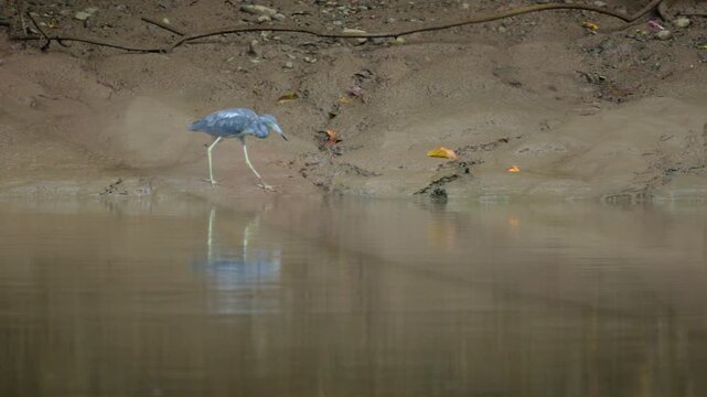 Grey heron walks through shallow murky water along sandy riverbank searching for prey. The elegant wading bird with long legs and pointed beak hunts near fallen leaves and debris.