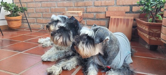 Side Profile Portrait of Three Miniature Schnauzer Dogs Resting on Patio Floor © NoblePix