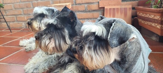 Side Profile Portrait of Three Miniature Schnauzer Dogs Resting on Patio Floor © NoblePix