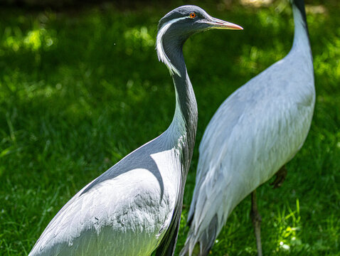 Demoiselle crane (Anthropoides virgo) with elegant grey plumage and distinctive black neck feathers, standing in grassland