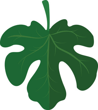Fig Leaf, vector illustration