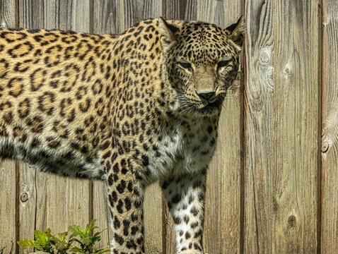 Persian leopard spotted coat detail, big cat portrait