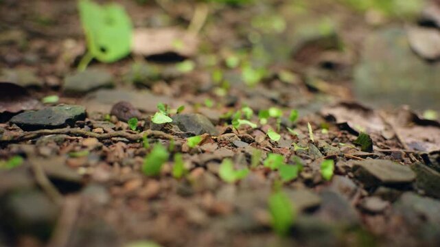 Leafcutter ants march in organized procession across rocky tropical forest floor.