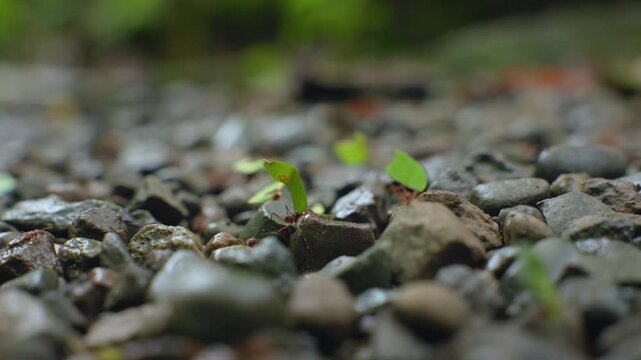 Macro close-up of industrious leafcutter ants carrying bright green leaf fragments across wet gray gravel stones in lush tropical forest with soft bokeh background and natural daylight.