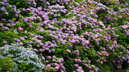 Fototapeta premium Rainy Season Romance of Ajisai: The Diverse Hydrangeas of Japan's Monsoon, Varieties and Vibrant Colors of June