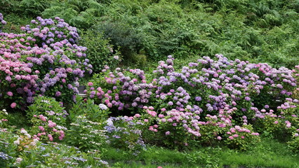 Obraz premium Rainy Season Romance of Ajisai: The Diverse Hydrangeas of Japan's Monsoon, Varieties and Vibrant Colors of June