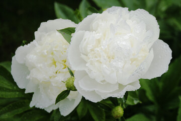 Blooming white peony © Simon