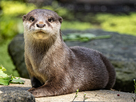 African clawless otter close-up