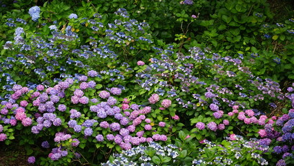Fototapeta premium Rainy Season Romance of Ajisai: The Diverse Hydrangeas of Japan's Monsoon, Varieties and Vibrant Colors of June