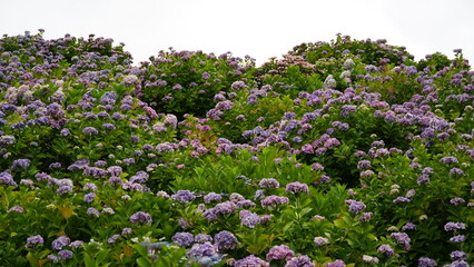 Obraz premium Rainy Season Romance of Ajisai: The Diverse Hydrangeas of Japan's Monsoon, Varieties and Vibrant Colors of June