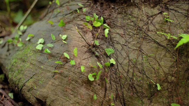 Leafcutter ants carry vibrant green leaf fragments across a moss-covered fallen log in a tropical rainforest, marching in organized trails through tangled roots and damp forest floor debris.
