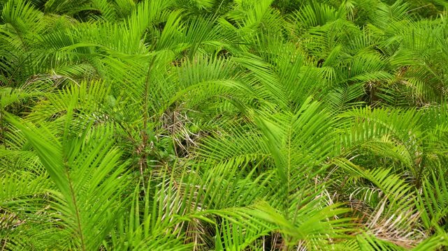 Dense tropical palm fronds create a vibrant green canopy in lush rainforest setting. Feathery pinnate leaves overlap creating natural pattern and texture. Exotic jungle vegetation background.