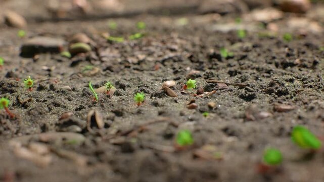 Ants crawling across dark moist soil scattered with tiny green seedlings and fallen seeds. Macro close-up view of forest floor showing insect activity among organic debris and sprouting plants.