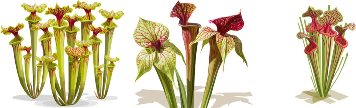 A captivating pitcher plant carnivorous botanical showcases its tall, hollow geometric tubular traps in a flat 2D design with minimalist geometric shapes, solid colors, an isometric view, and a clean
