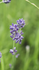 Naklejka premium Macro shot of vibrant purple lavender stems blooming outdoors against a bright, lush green blurred grass background with selective focus.