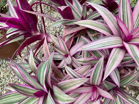 Tradescantia spathacea tropical plant