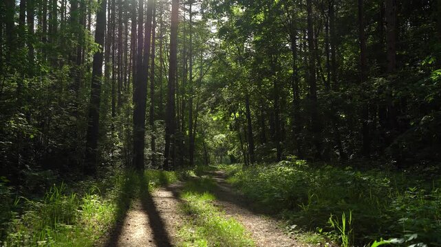 Sunlit Forest Trail Among Pine Trees