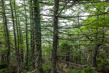 Fototapeta premium Larix kaempferi, Japanese larch or karamatsu. The Pinaceae, or pine family. Mount Fuji Fujinomiya 5th Station, Shizuoka Prefecture, Japan. Mt. Fuji Natural Recreation Forest Hiking Course.