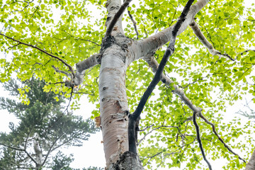 Obraz premium Betula ermanii, Erman's birch, is a species of birch tree belonging to the family Betulaceae. Mount Fuji Fujinomiya 5th Station, Shizuoka Prefecture, Japan. Mt. Fuji Natural Recreation Forest Hiking