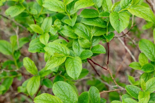 Vaccinium, shrubs or dwarf shrubs in the heath family (Ericaceae). Mount Fuji Fujinomiya 5th Station, Shizuoka Prefecture, Japan.  Mt. Fuji Natural Recreation Forest Hiking Course. 