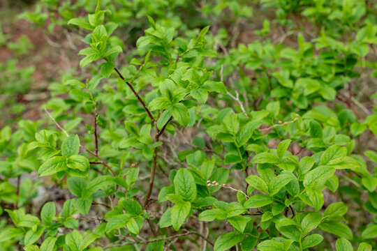 Vaccinium, shrubs or dwarf shrubs in the heath family (Ericaceae). Mount Fuji Fujinomiya 5th Station, Shizuoka Prefecture, Japan.  Mt. Fuji Natural Recreation Forest Hiking Course. 