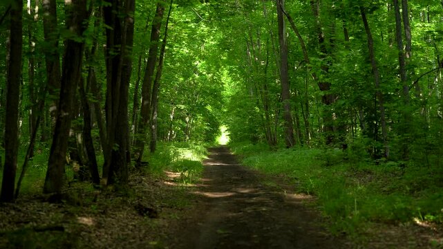 Forest Path Beneath a Green Tree Canopy