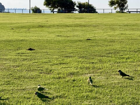 Several green parrots on a grassy park, Colegiales, Argentina