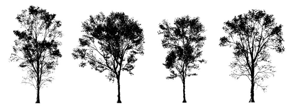 acer and morus beautiful tree silhouettes (maple, mulberry, deciduous trees) isolated premium vector image, black shapes