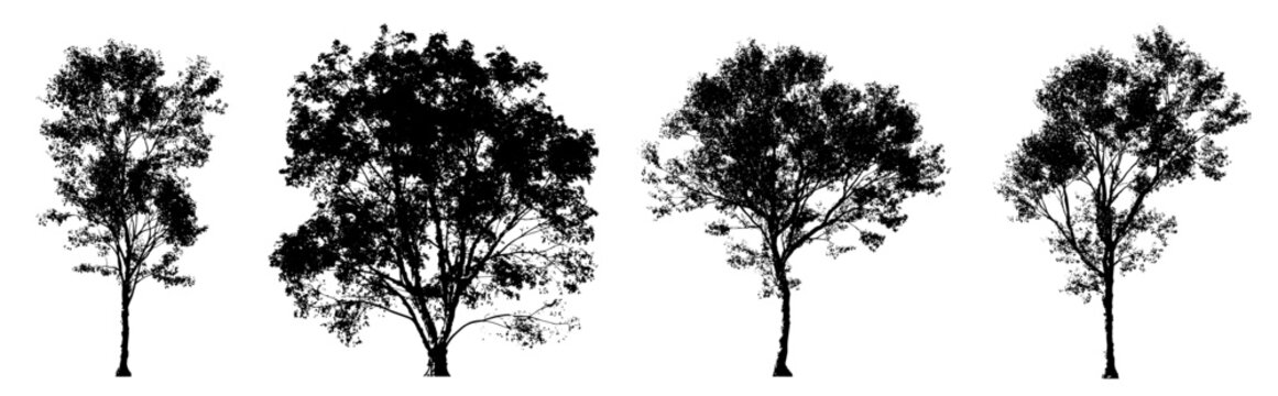 acer and morus beautiful tree silhouettes (maple, mulberry, deciduous trees) isolated premium vector image, black shapes