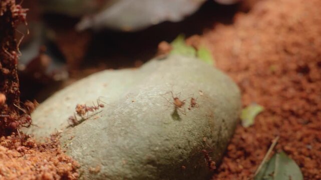 Macro close-up footage reveals busy leafcutter ants traversing textured reddish-brown soil and climbing over smooth gray stones, carrying green leaf fragments through their intricate colony pathways.