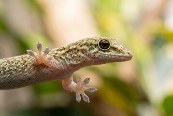 Fototapeta premium Macro of small gecko lizard clinging to surface in nature