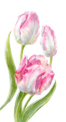 Fototapeta premium Watercolor botanical illustration of pink parrot tulips.