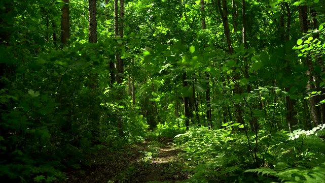Dense Green Vegetation in Forest