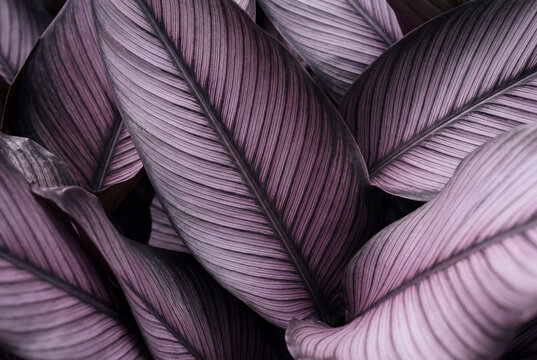 High contrast close up of large overlapping tropical leaves in deep plum and muted lavender tones