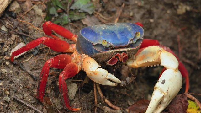 Close-up footage of a striking blue land crab with vivid red legs and cream-colored claws moving slowly across the dark muddy forest floor covered in decomposing leaves and organic debris.