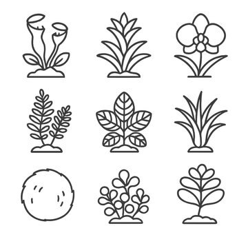 Icons ball terrarium sedum plant fittonia grid vector bromeliad icon carnivorous tillandsia