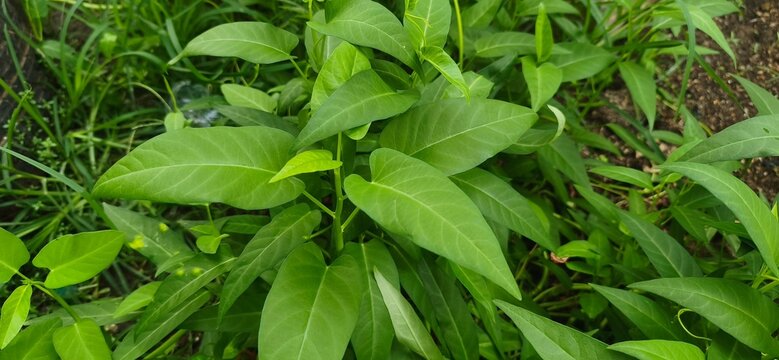 Fresh organic water spinach or Kangkung growing healthy on a raised soil bed. Popular tropical leaf vegetable cultivated in a traditional Indonesian farm.