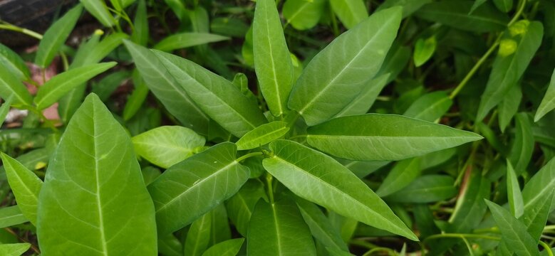 Fresh organic water spinach or Kangkung growing healthy on a raised soil bed. Popular tropical leaf vegetable cultivated in a traditional Indonesian farm.