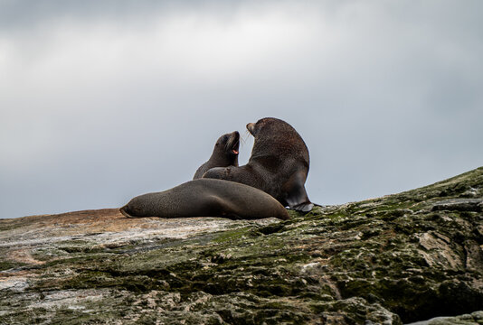 Two fur seals interacting on a rocky shore at Doubtful Sound, Fiordland, New Zealand, October 2025.
