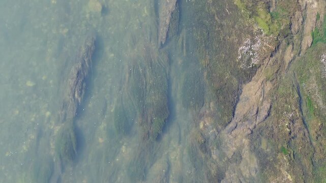 Top view going up river showcasing the clarity and abundance of river grass in a clear river in the forests of the Pacific Northwest of the USA.