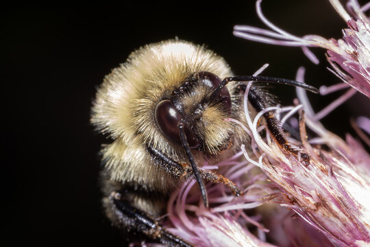 Fuzzy Bumblebee Resting on Nature Flower Bloom Macro 