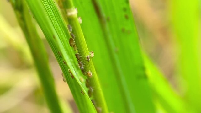 Brown Plant Hopper Nilaparvata Lugens Colony Infesting on Rice Plant in Paddy Field