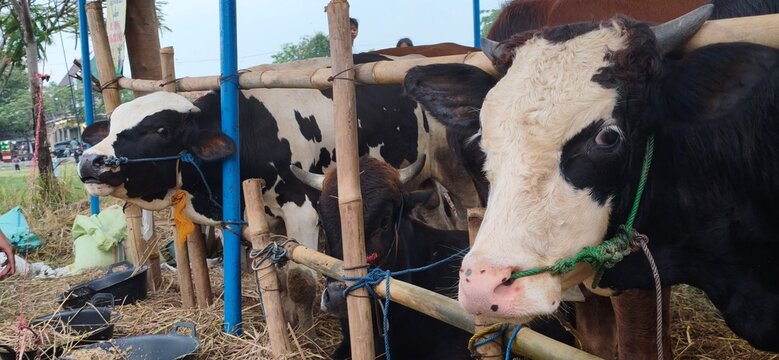Jakarta, Indonesia - March 11, 2026: Ongole crossbred cattle or Javanese cow or White cow or sapi peranakan ongole or Bos taurus in the cowshed in Indonesia in traditional farm