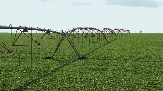 Wide panoramic view of a massive green agricultural field featuring several center pivot irrigation systems stretching across the horizon under a bright sky in a rural farming region