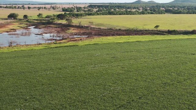 Aerial panoramic view of a vast green soybean plantation bordering a natural wetland and small lake with distant hills under a clear sky, showcasing modern agriculture and nature