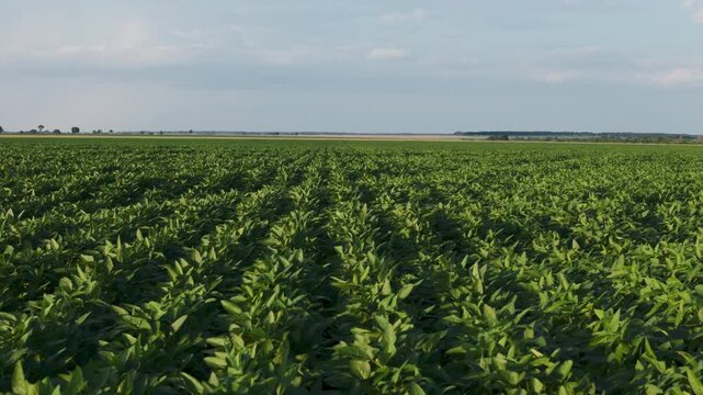 Wide panoramic view of a lush green soybean field stretching to the horizon under a bright blue sky with light clouds, showcasing healthy agricultural crop growth and modern farming practices
