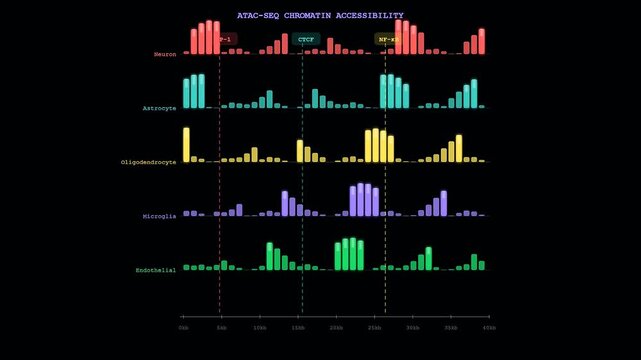 Spatial transcriptomics visualization displays detailed chromatin accessibility profiles for various brain cell types progressing through scientific data analysis stages with annotations.