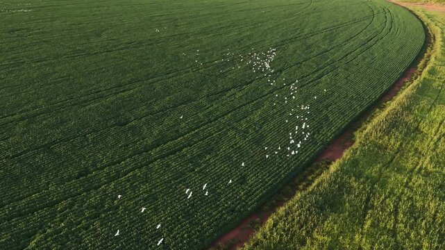 Aerial view of a flock of white birds flying over a vast green agricultural field during a sunny day, showcasing the beauty of rural nature and industrial farming landscapes from a drone